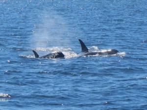 A most thrilling sight to see!