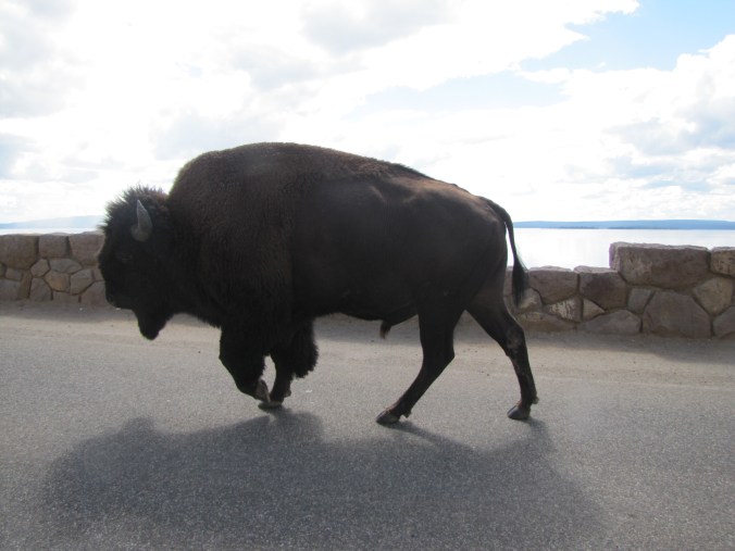 This bull bison strolled right by us on the road.