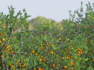Orange trees everywhere!