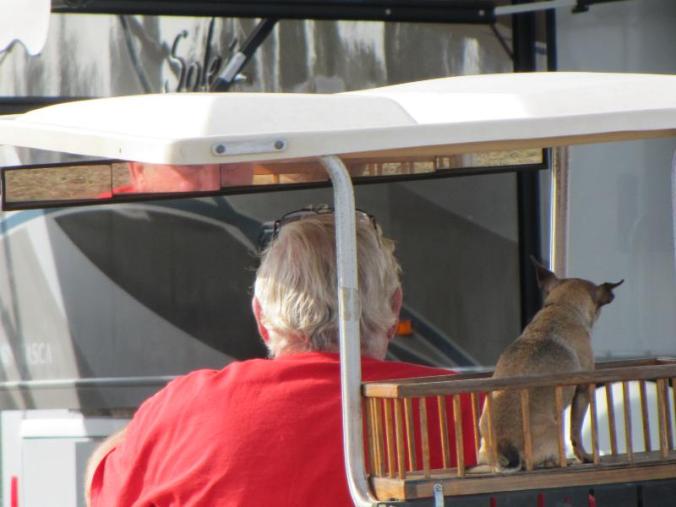 A good view of the road for this little guy