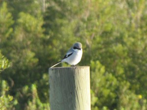 Saw this cute little bird near our RV today