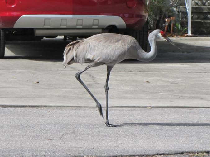 A feathered friend strolling down the street