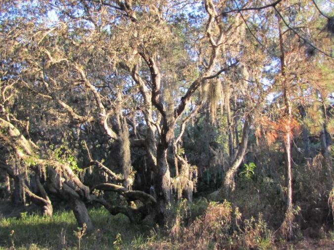 One of the magnificent old trees in the park