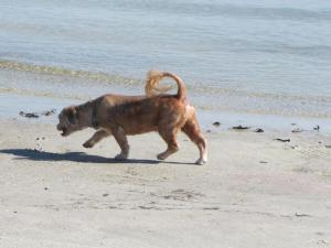 This little pooch was enjoying a romp on the sand