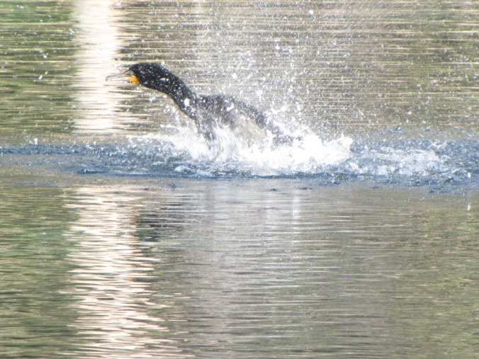 This bird repeatedly ducked his head in the water then vigorously splashed the water with his wings for about 15 seconds. 