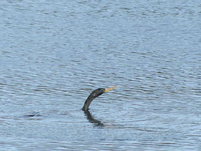 We only saw this bird's head: he spent most of the time underwater fishing!