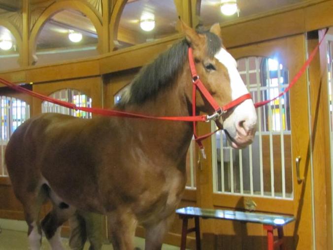 Luke, one of the Budweiser Clydesdales in rotation to pull the famous Budweiser wagons