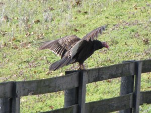 These guys have a 5 to 6 foot wingspan