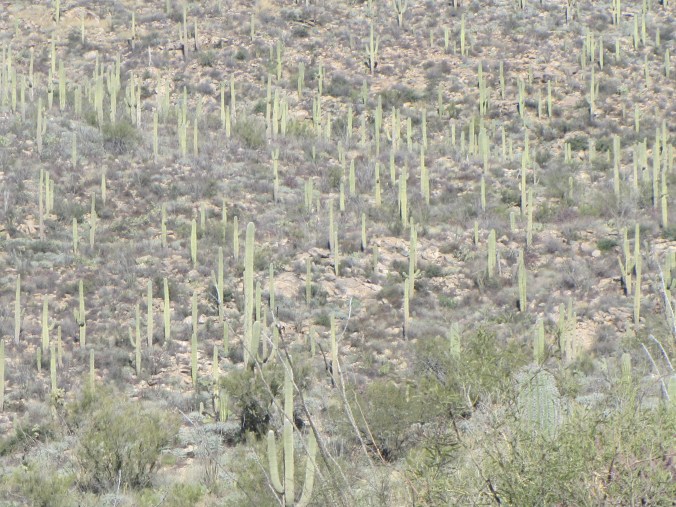 Lots of Saguaro