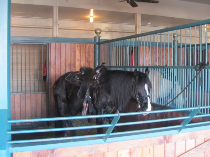 "King" ready to perform in the Dixie Stampede
