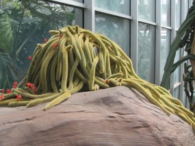 Strange cacti in the desert hall