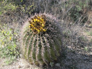Fish hook barrel cactus