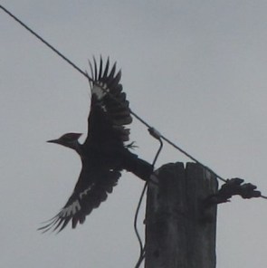 Pileated Woodpecker taking off
